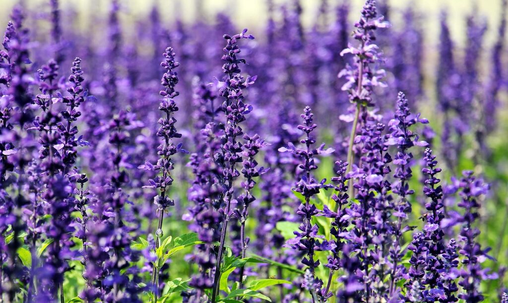 lavender, flowers, beautiful flowers, field, flower background, purple flowers, violet flowers, bloom, blossom, flora, plants, plantation, flower wallpaper, lavender field, garden, summer, nature, lavender, lavender, lavender, lavender, lavender