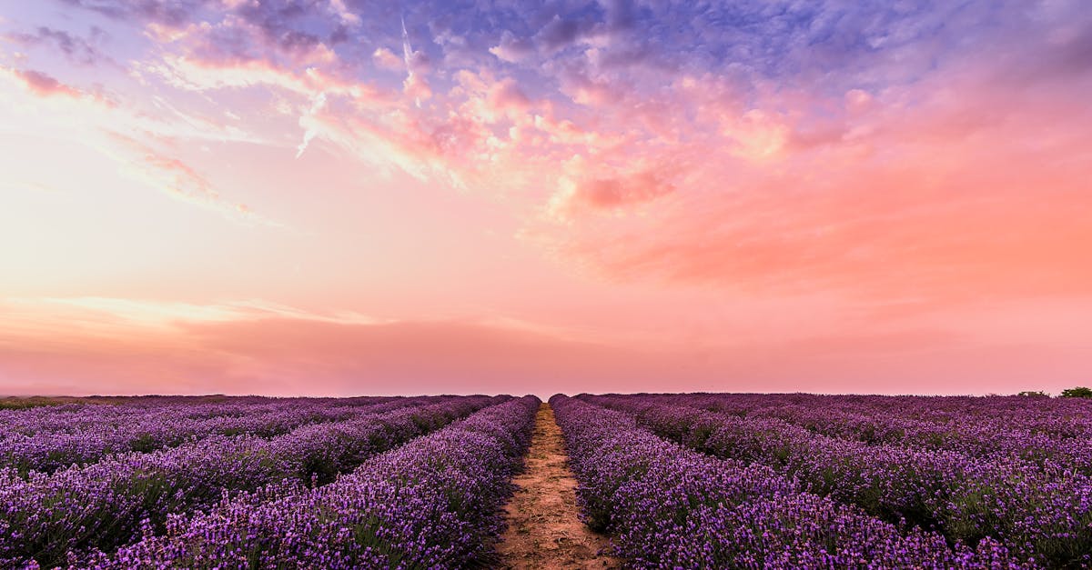 Breathtaking view of a lavender field at sunset with a vibrant pastel sky, embodying tranquility and nature's beauty.